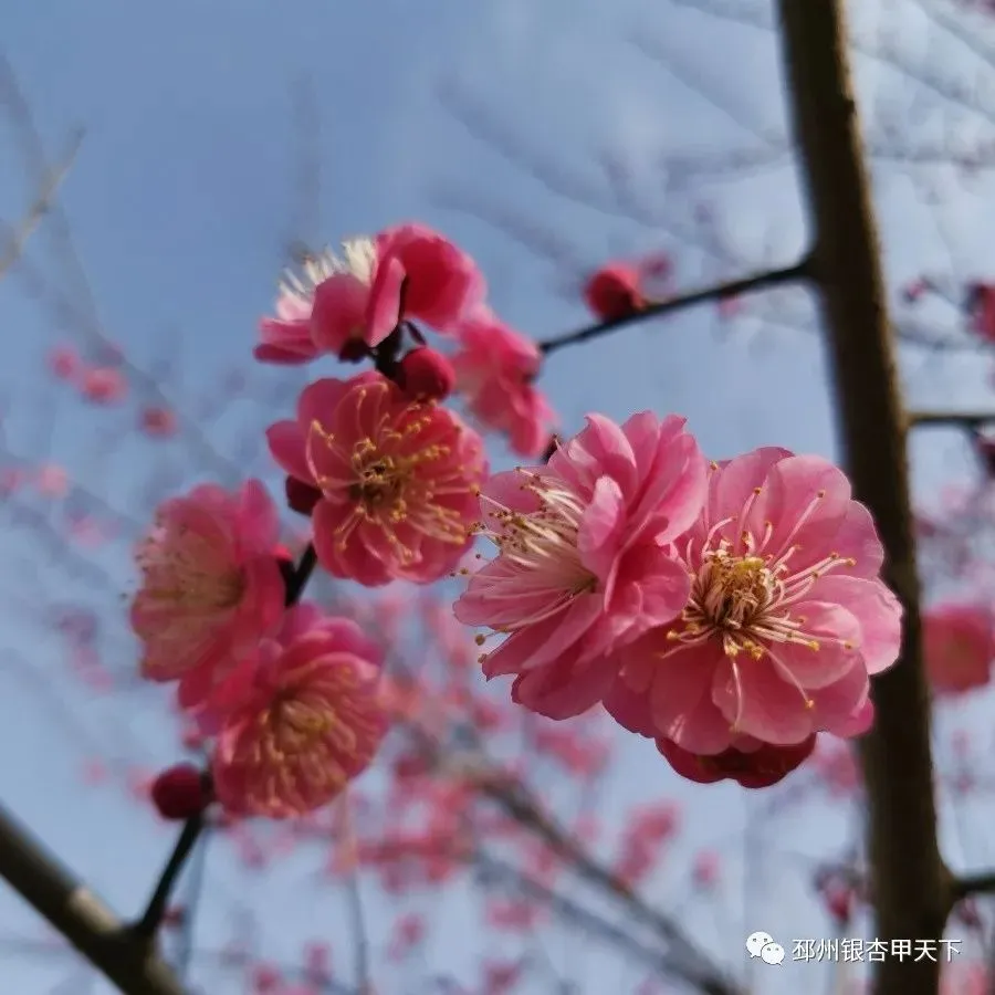 踏青正当时！邳州开启“全城赏花”模式！