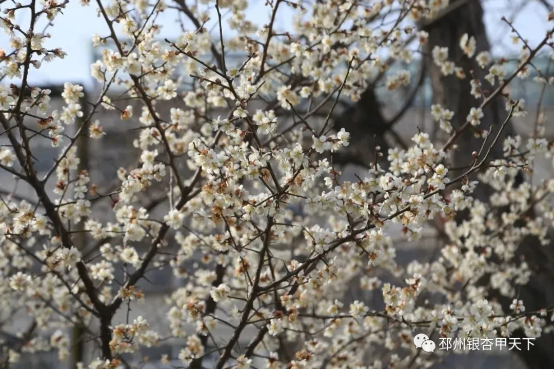 踏青正当时！邳州开启“全城赏花”模式！