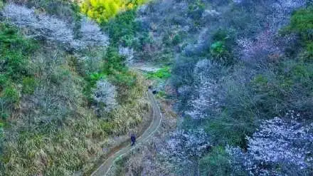 来淳安富文邂逅一场樱花盛宴吧～