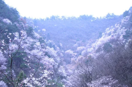 来淳安富文邂逅一场樱花盛宴吧～