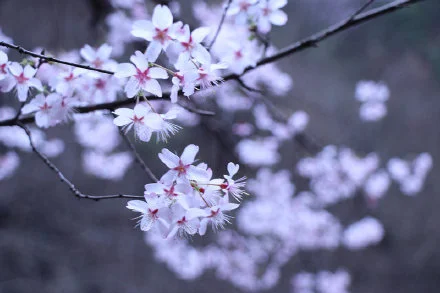 来淳安富文邂逅一场樱花盛宴吧～