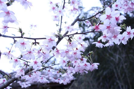 来淳安富文邂逅一场樱花盛宴吧～