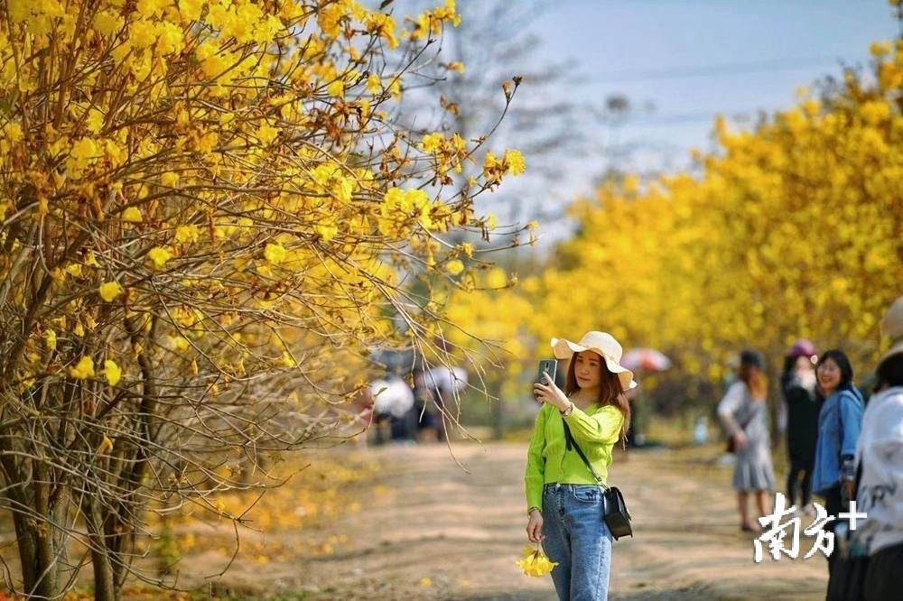 美翻了！百花齐放俏争春！清远走起……