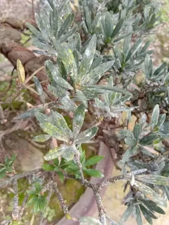 树桩盆景生病了别心慌，八九不离十是这几种病虫害祸害的！