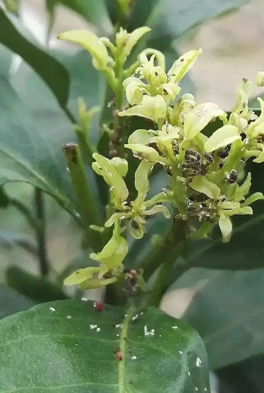 树桩盆景生病了别心慌，八九不离十是这几种病虫害祸害的！