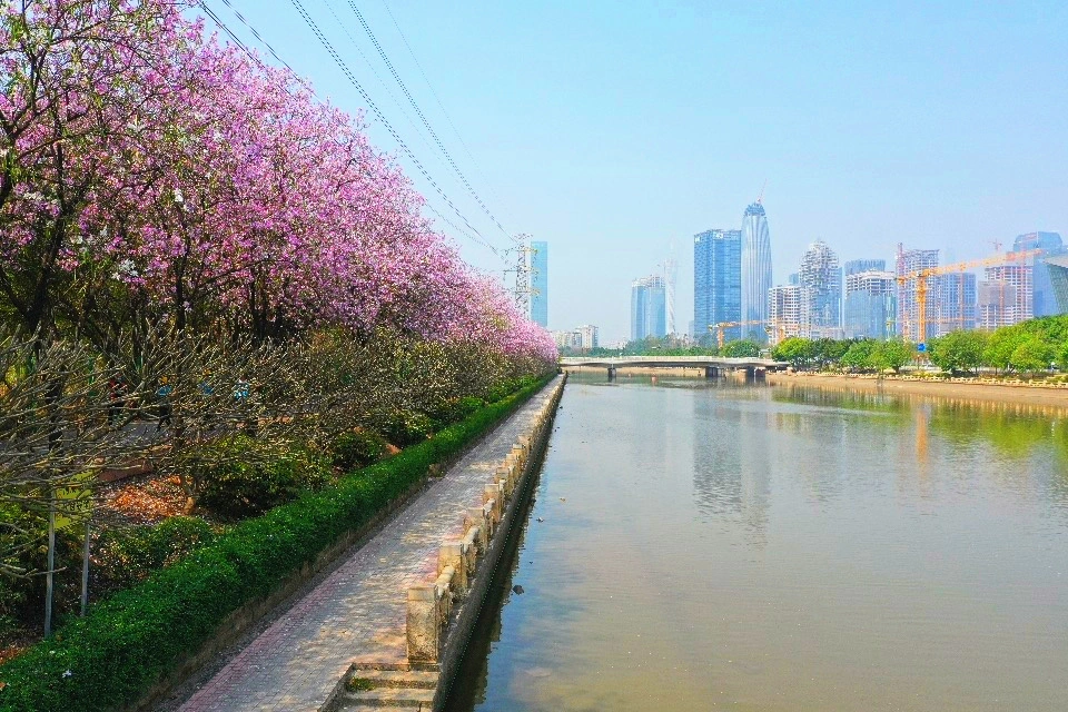 赏花，来海珠就够了