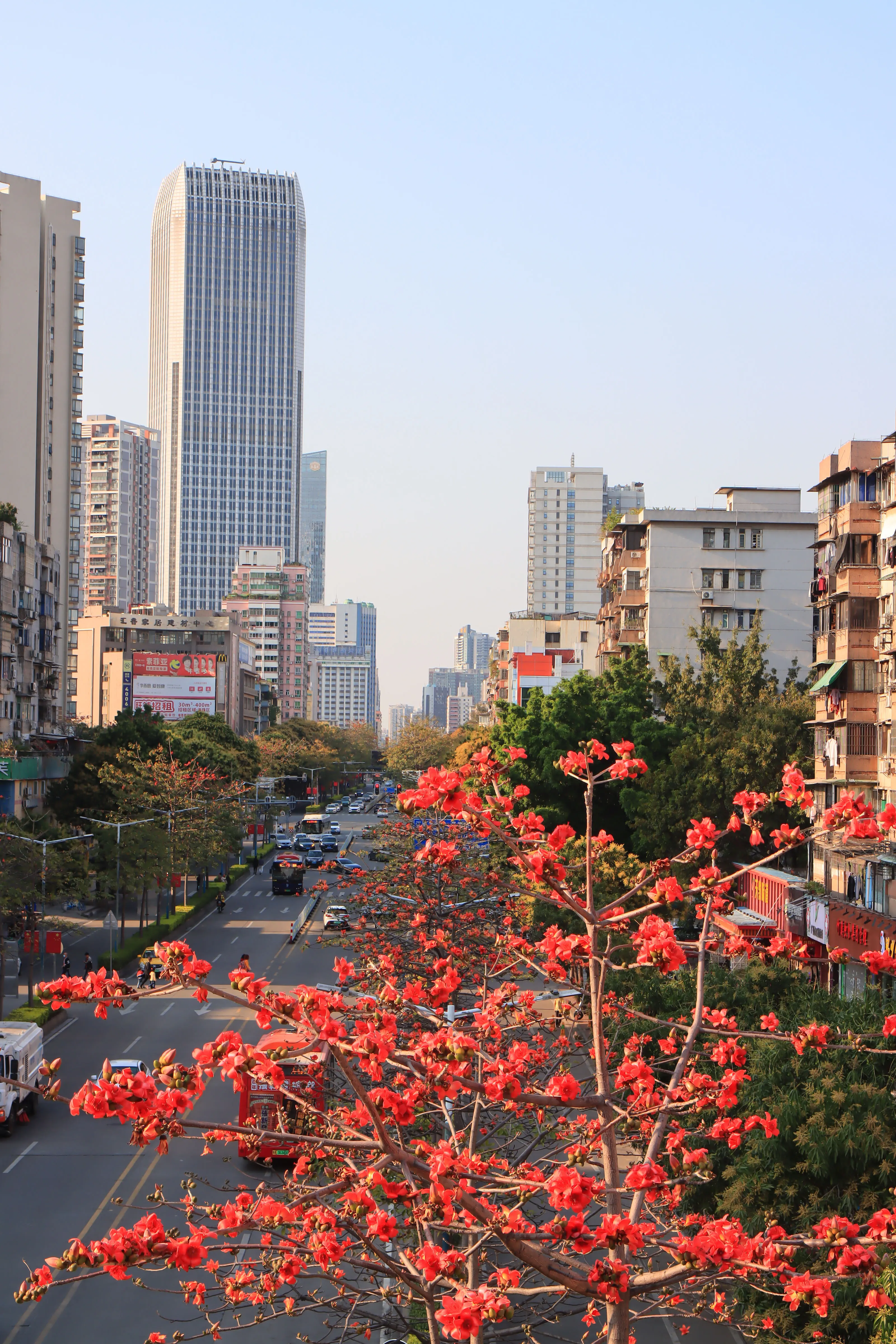 赏花，来海珠就够了