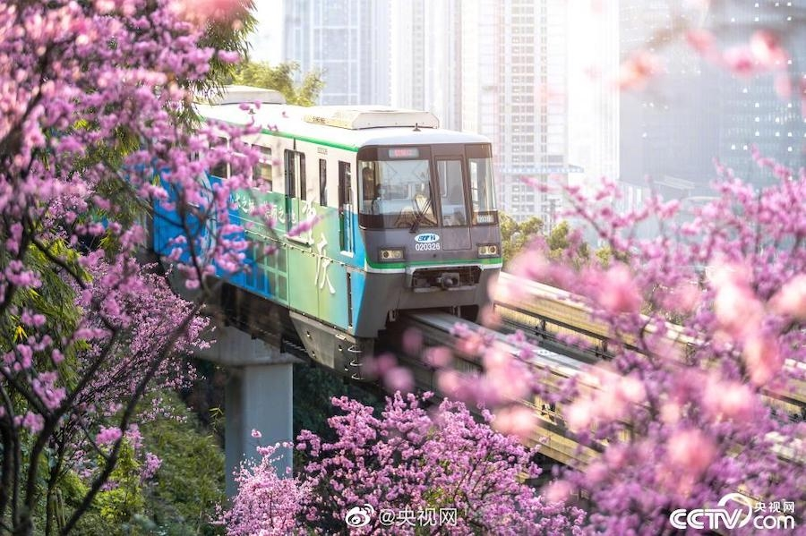 华春莹点赞“开往春天的列车”，重庆这片花海出圈了