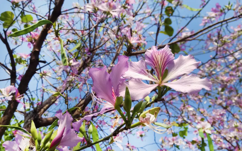 超美！广州这片“秘境花海”霸屏！