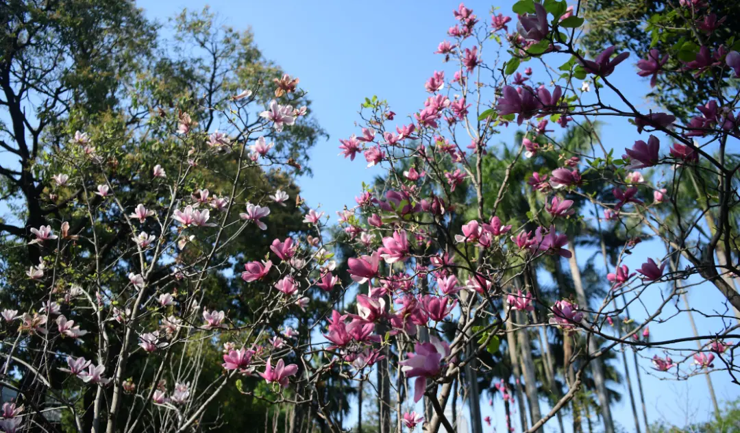 超美！广州这片“秘境花海”霸屏！