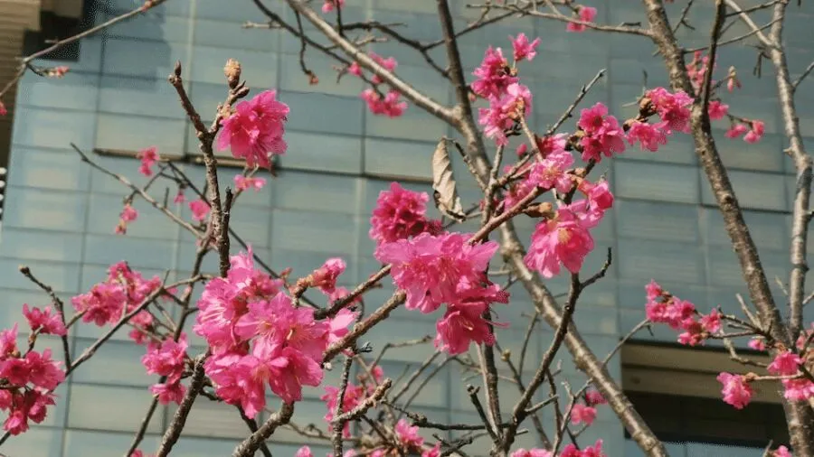 超美！广州这片“秘境花海”霸屏！