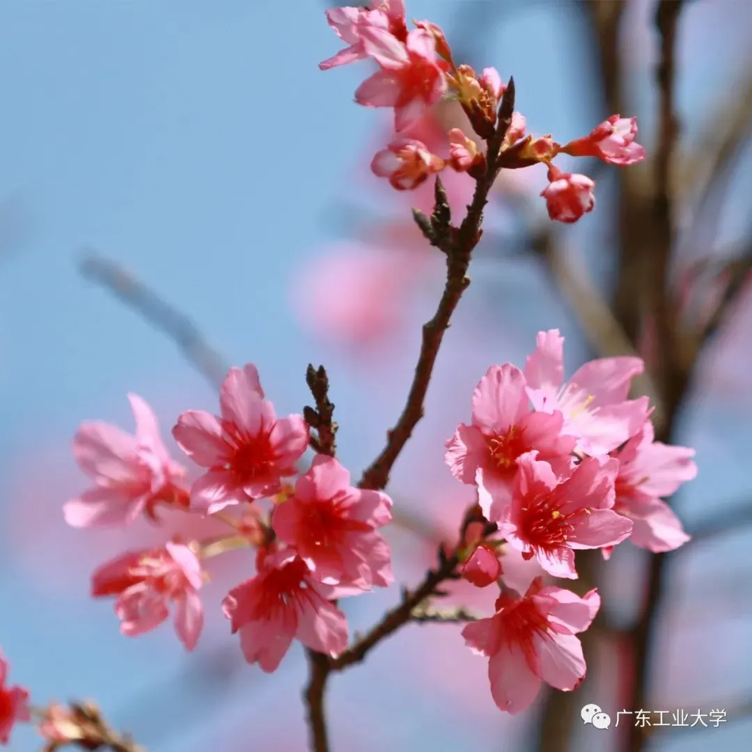 超美！广州这片“秘境花海”霸屏！