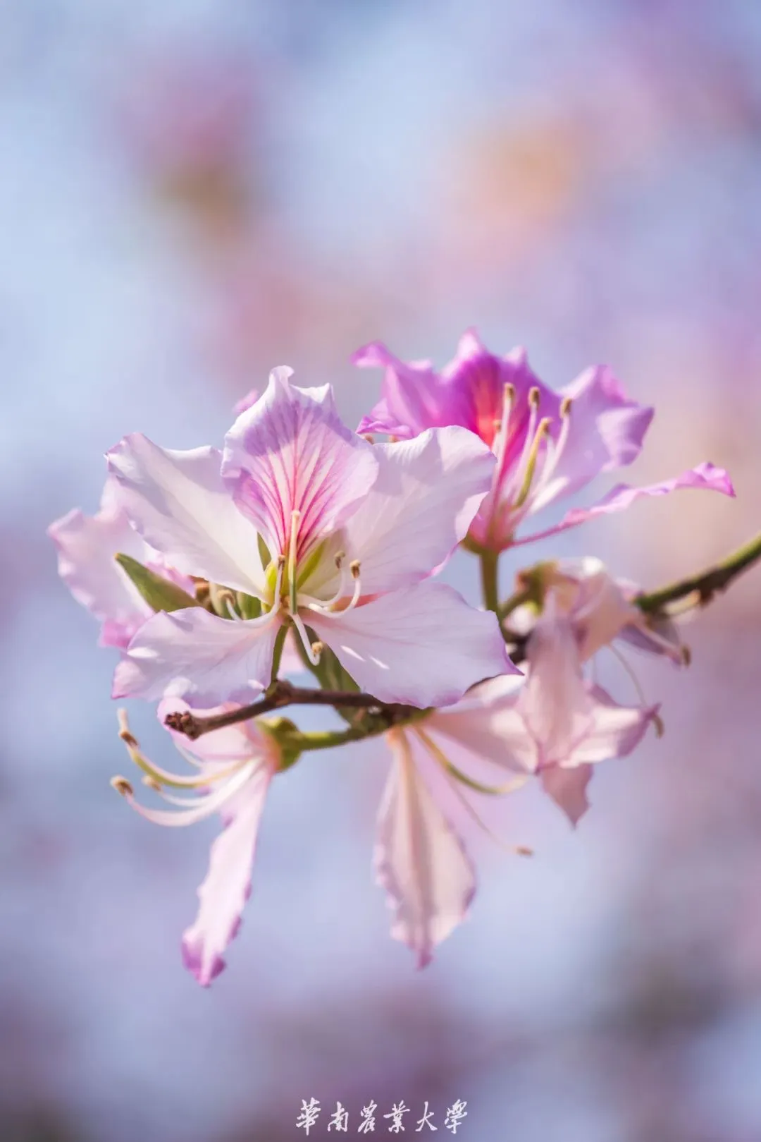 超美！广州这片“秘境花海”霸屏！