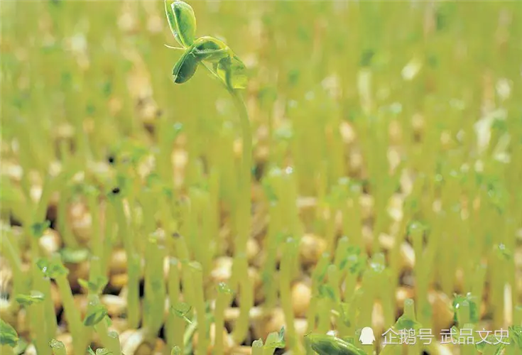 犹太人的富人思维：“卖豆子”思维，读懂它，教你变得不平凡