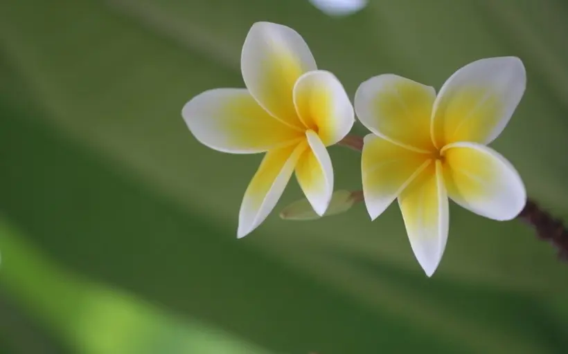 7月中旬，真爱频回首，思念难斩断，4生肖姻缘花开，与爱人牵手