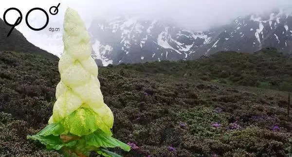 28张不可思议的植物照片，告诉你大自然有多奇妙！