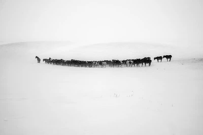 冬日旷野中的蒙古马