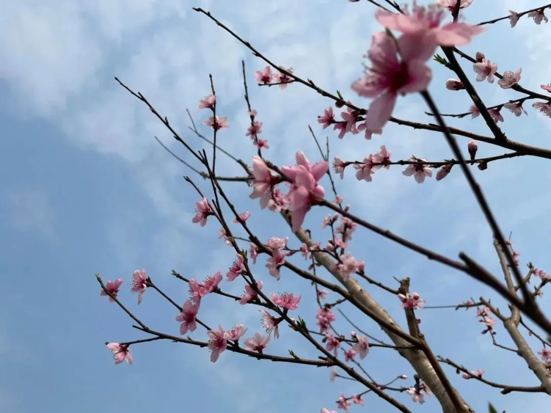 桃李正芳华，快去这些地方赏花！