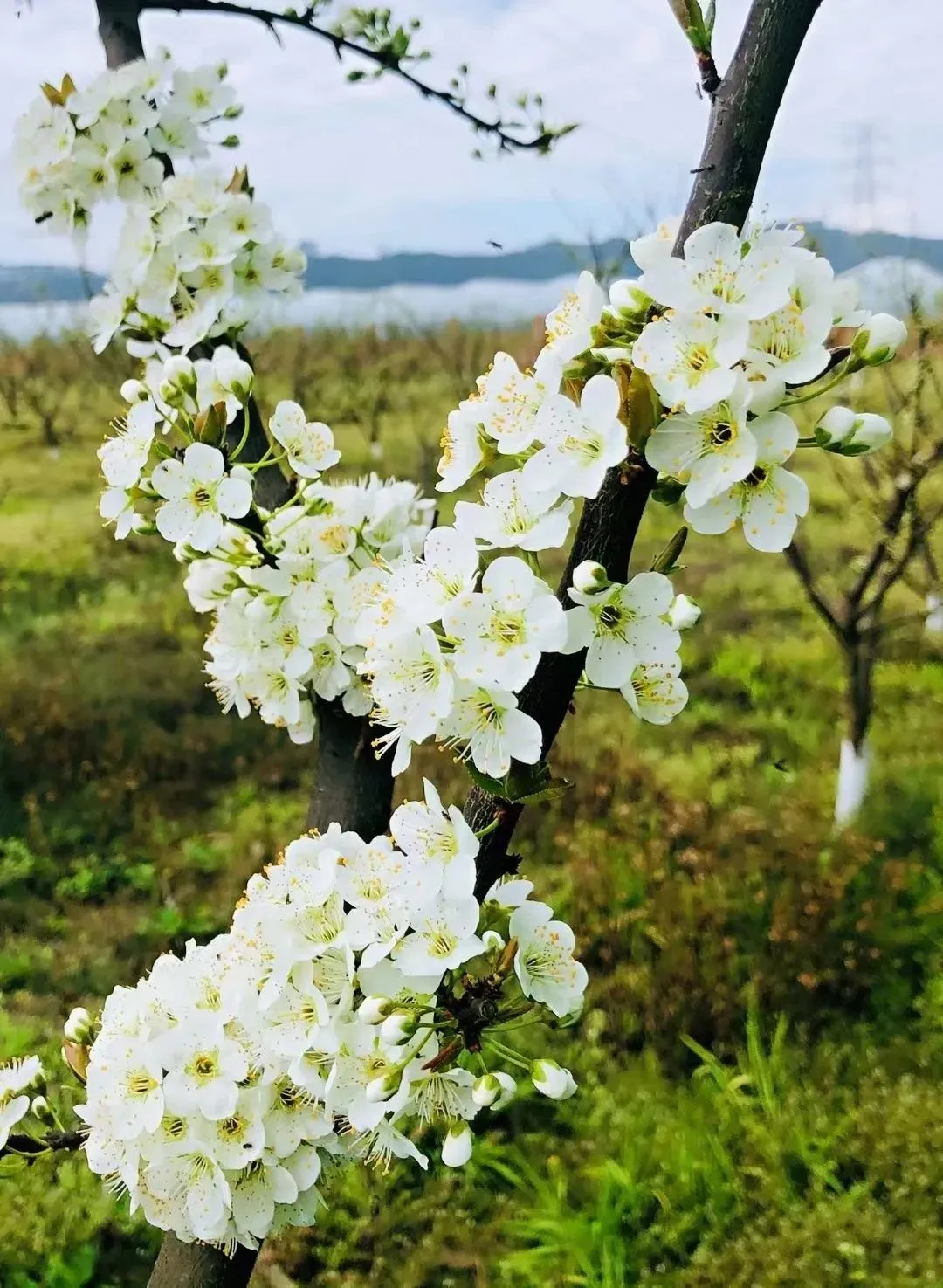 桃李正芳华，快去这些地方赏花！