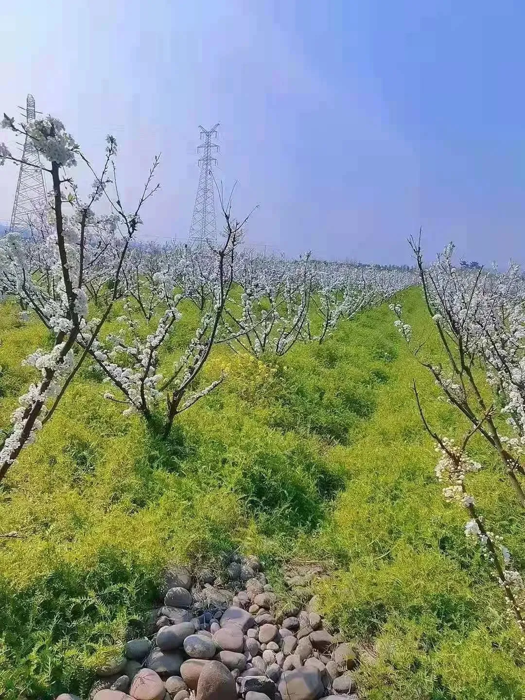 桃李正芳华，快去这些地方赏花！