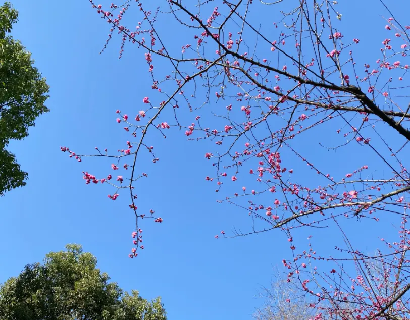 初春漫步，赏景拍照，微风暖阳，悠闲惬意！这些地方，是你不曾体验过的崇明！