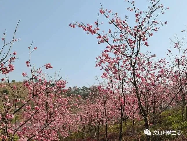 不用去日本！文山这里樱花烂漫！