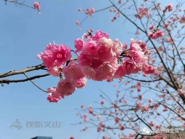 不用去日本！文山这里樱花烂漫！