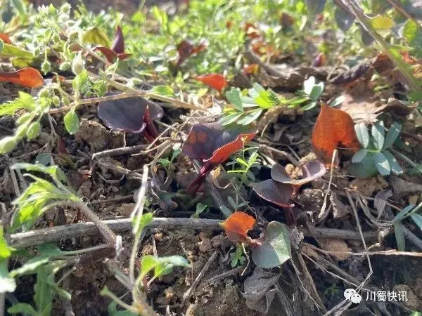 平昌挖折耳根的季节又到了，一起约起来！