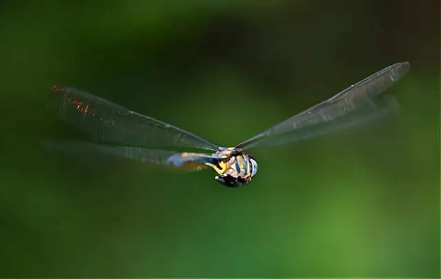 蜻蜓，飞行界的王者，科学家研究多年，仍未完全搞清楚蜻蜓的秘密