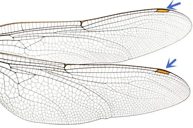 蜻蜓，飞行界的王者，科学家研究多年，仍未完全搞清楚蜻蜓的秘密