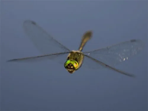 蜻蜓，飞行界的王者，科学家研究多年，仍未完全搞清楚蜻蜓的秘密