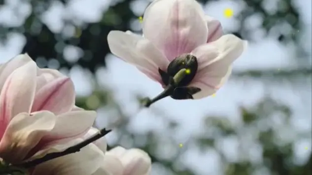 百花争艳！成都青白江生态绿廊等你打卡