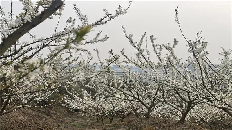 雪白一片！内江这里来了一场“春雪”——