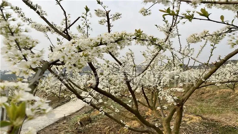 雪白一片！内江这里来了一场“春雪”——