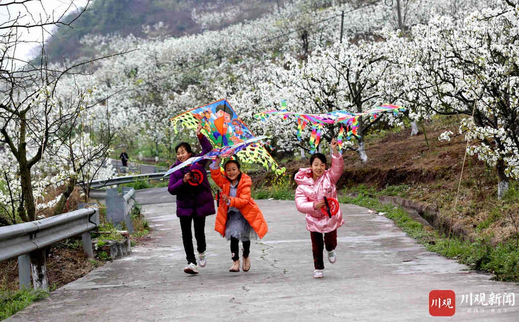 仁寿：万亩梨花开得艳 远近游客闻香来