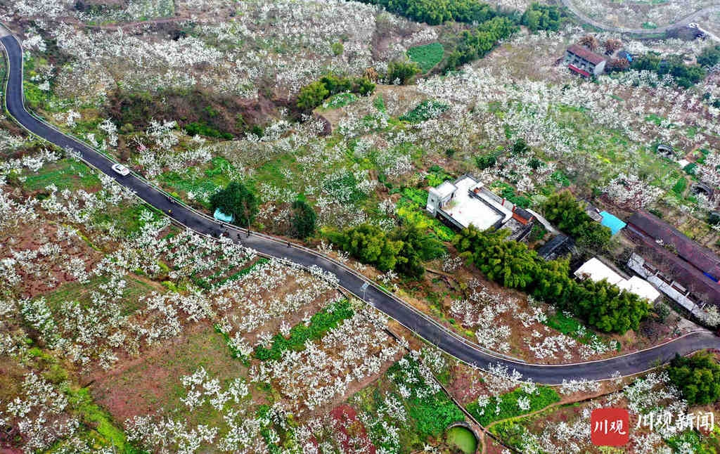 仁寿：万亩梨花开得艳 远近游客闻香来