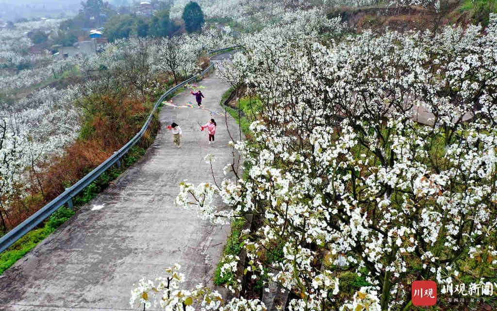 仁寿：万亩梨花开得艳 远近游客闻香来