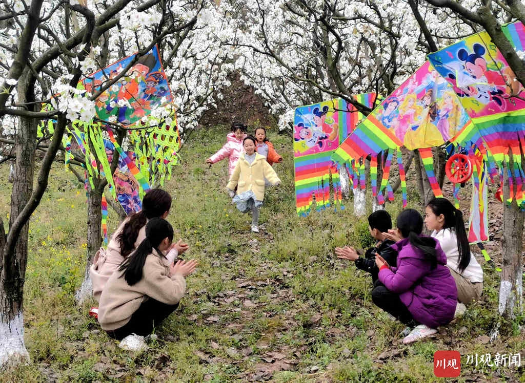 仁寿：万亩梨花开得艳 远近游客闻香来