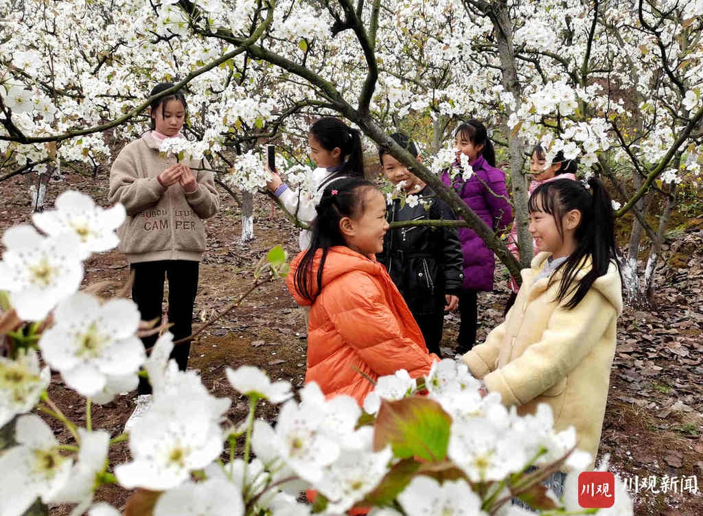 仁寿：万亩梨花开得艳 远近游客闻香来