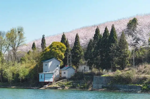 看樱花不必赴日本，中国5大赏樱胜地，春天花海绚烂，你去过几个？