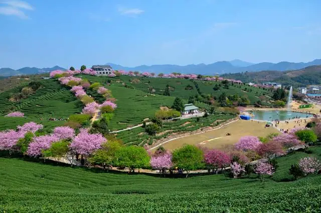 看樱花不必赴日本，中国5大赏樱胜地，春天花海绚烂，你去过几个？