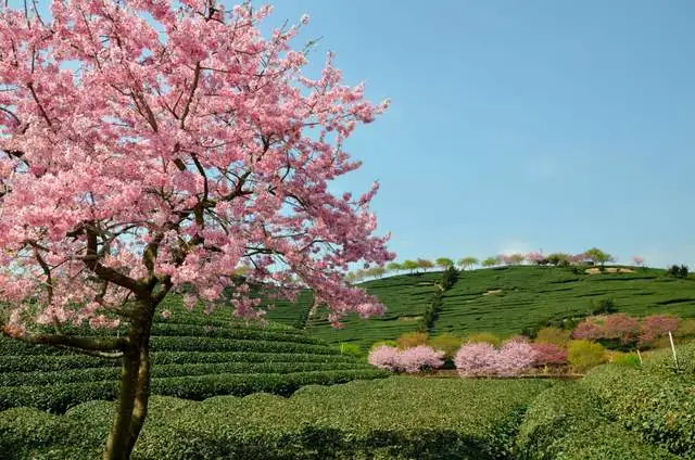 看樱花不必赴日本，中国5大赏樱胜地，春天花海绚烂，你去过几个？