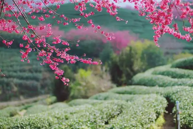 看樱花不必赴日本，中国5大赏樱胜地，春天花海绚烂，你去过几个？