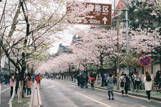 看樱花不必赴日本，中国5大赏樱胜地，春天花海绚烂，你去过几个？