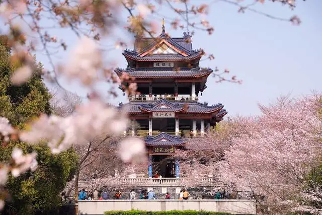 看樱花不必赴日本，中国5大赏樱胜地，春天花海绚烂，你去过几个？