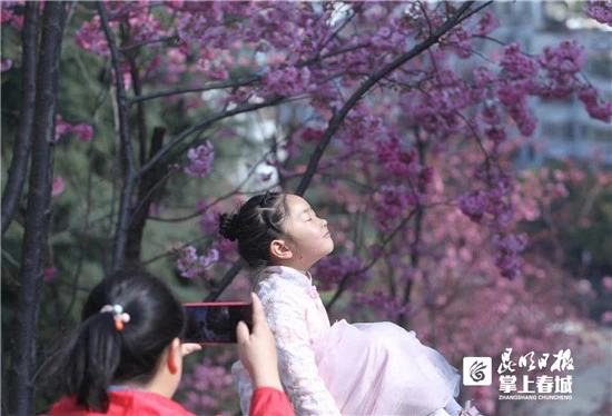 线上线下同赏圆通樱潮 昆明动物园樱花节启幕