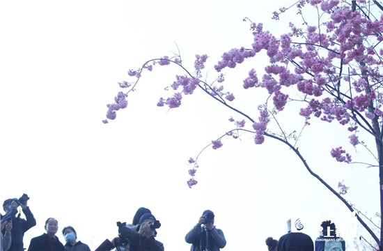 线上线下同赏圆通樱潮 昆明动物园樱花节启幕