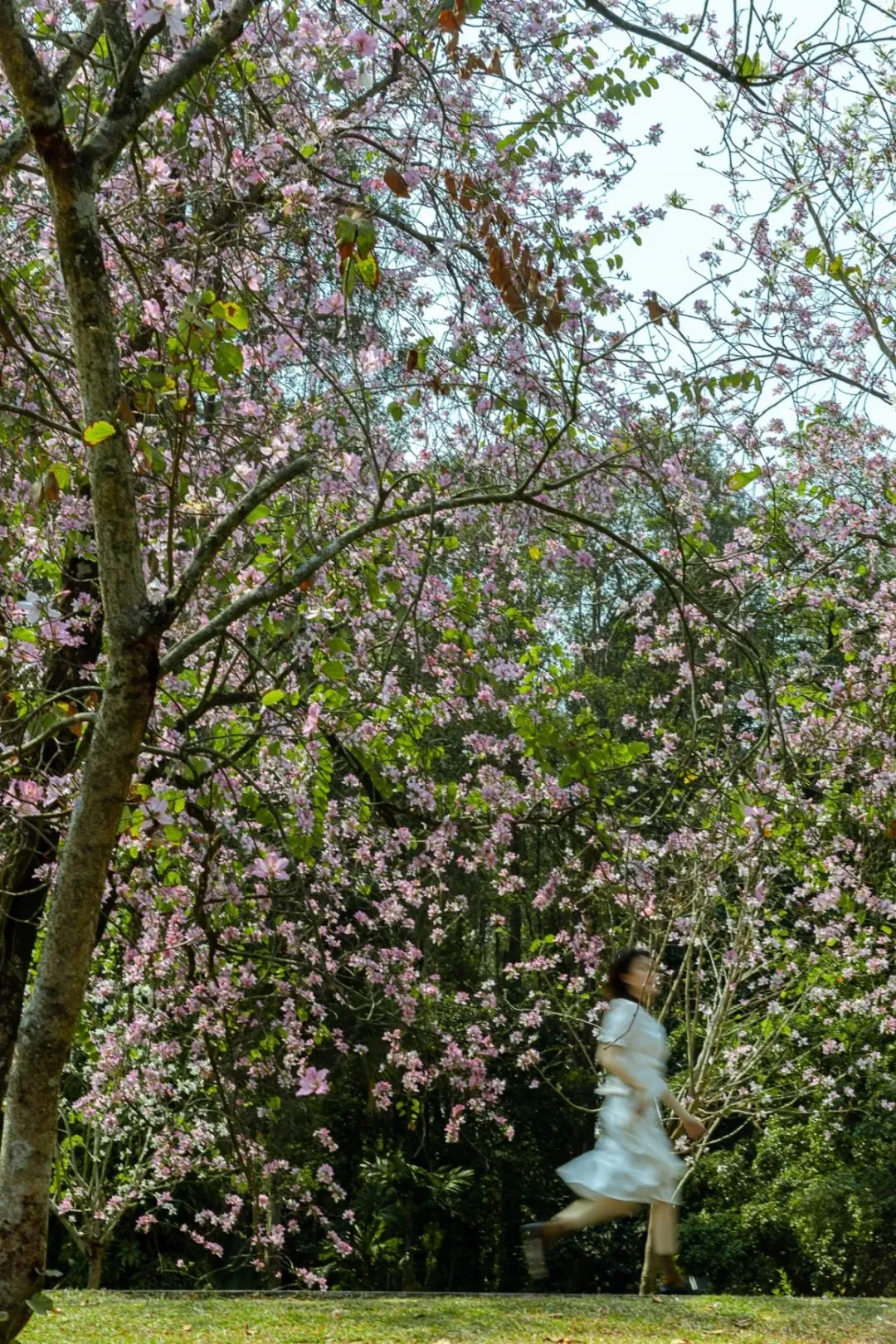 广州最值得去的春游圣地，每一处都是壁纸级好看