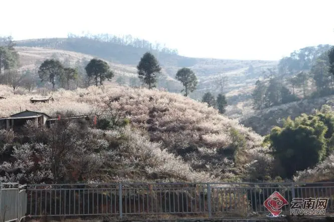 又到樱花盛开时，云南武定县这个电商旅游示范村邀你来赏花