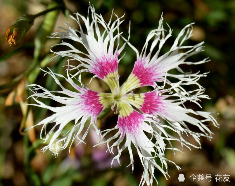 瞿麦栽培，耐寒、耐旱，草花盆栽，皮实好养